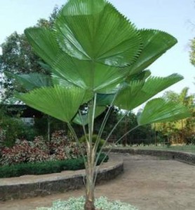 Licuala