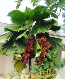 Licuala_grandis_frutos