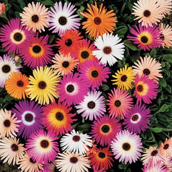 Dorotheanthus bellidiformis