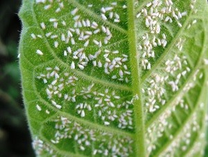 Mosca blanca