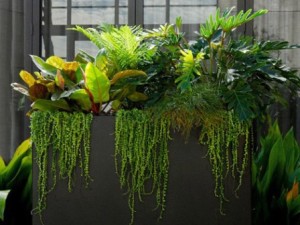 Plantas de hoja verde