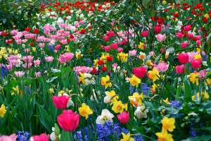 Primavera