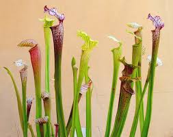 Sarracenia, la planta carnívora de terrario.