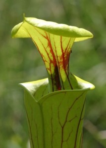 Sarracenia_flava