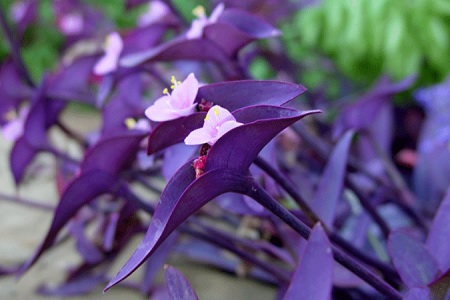 Tradescantia purpúrea, Purpurina o Amor del hombre