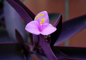 Tradescantia-purpurea-flor