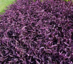 Tradescantia_purpurea