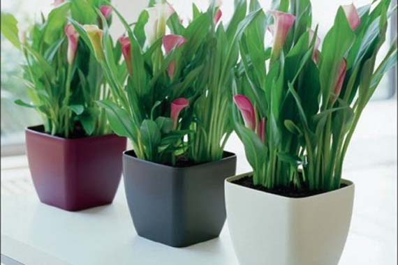 Truco para regar las plantas mientras estamos de vacaciones