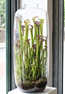 sarracenia-terrarium