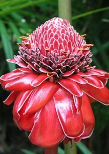 Antorcha roja