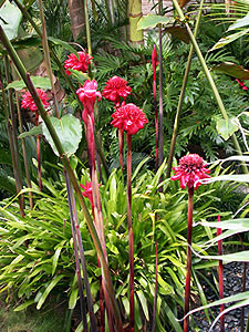 Antorcha roja planta