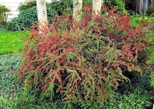 Cotoneaster arbusto Cotoneaster arbusto