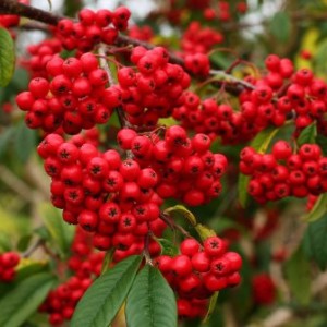 Cotoneaster fruto Cotoneaster fruto
