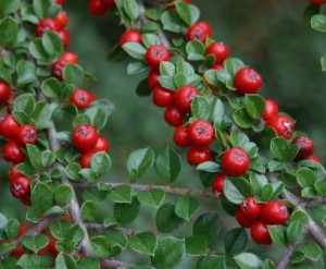 Cotoneaster Cotoneaster-horizontalis-fruto