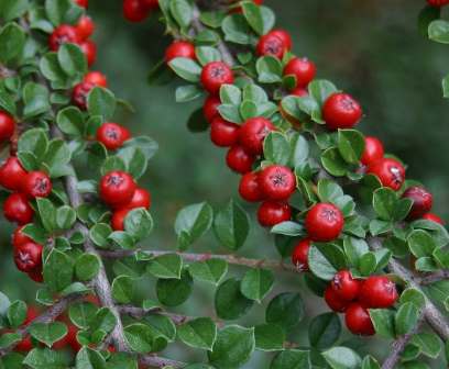 Cotoneaster, para climas fríos.