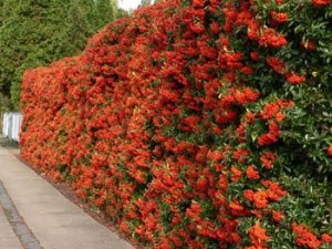 Cotoneaster seto Cotoneaster seto