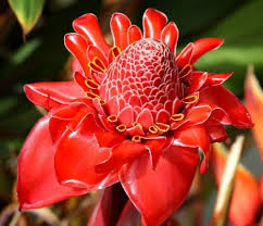 Bastón de emperador o antorcha roja