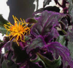 Flor de pasión púrpura
