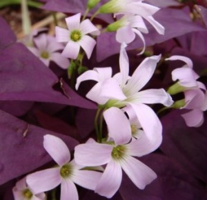 trébol morado trébol morado