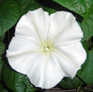 Ipomoea