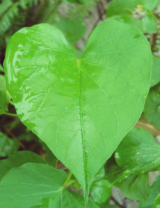 Ipomoea hojas