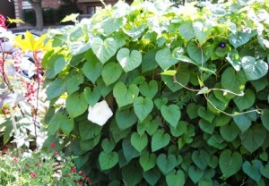 Ipomoea muro