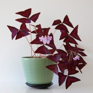 trébol morado trébol morado