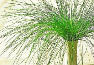 Planta punk