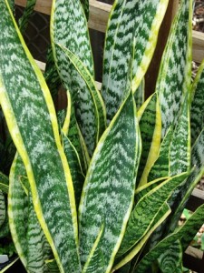 Sansevieria_hojas