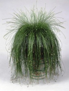 Scirpus cernuus