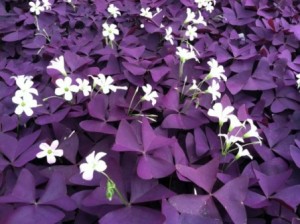 Tapiz de Oxalis