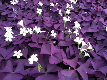 Oxalis Regnellii Atropurpurea: trébol morado o mariposa