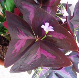 trébol morado trébol morado