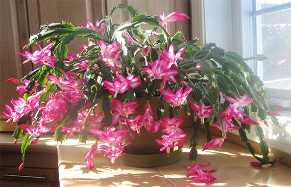 Cómo cuidar plantas en verano