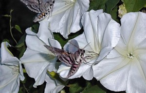 ipomoea_alba