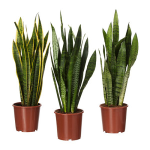 sansevieria-macetas