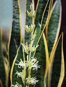 sansevieria_flores