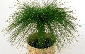 scirpus-cerneus