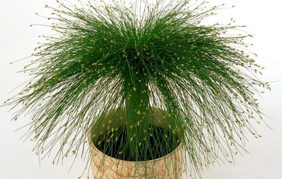 Scirpus Cernuus, la planta Punk