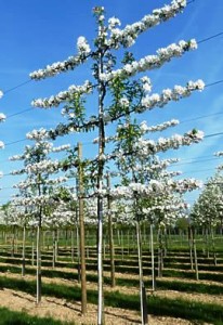 Almendros espaldera