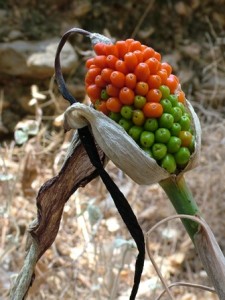 Bayas Dracunculus