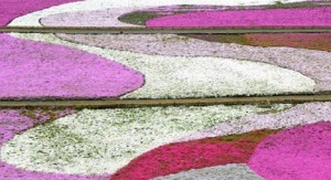 Campo de Flox subulata