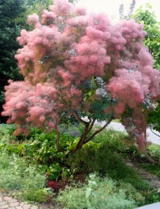 Cotinus Coggygria