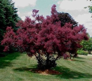Cotinus coggygria púrpura