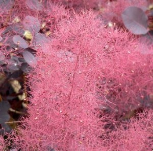 Flor del Cotinus Coggygria