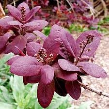 Cotinus Coggygria - Hojas
