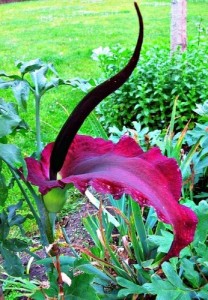 Dracunculus