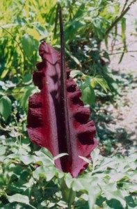 Dracunculus-vulgaris