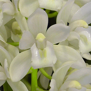 Flor Sara Jean