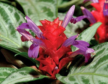 Maracas brasileñas (Porphyrocoma pohliana)